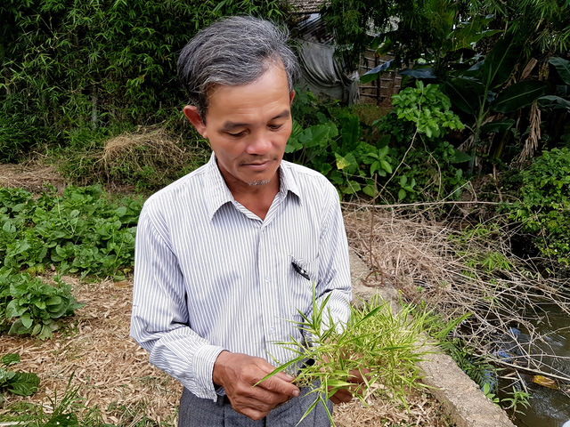 Cây[-]tre[-]"nở[-]trăm[-]hoa"[-]ở[-]Quảng[-]Nam